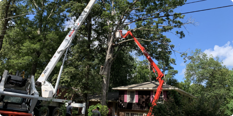 Tree Removal & Pruning | Arbor Pro Tree Service | Montgomery, AL - IMG_1257